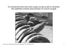 Bilderbuch-Amsel-SW-7.pdf